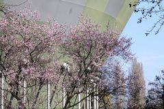 Floral kaschiert