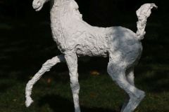 Kuprat-Anne-Marie-Fohlen-2015-IMG_4172_cr_800