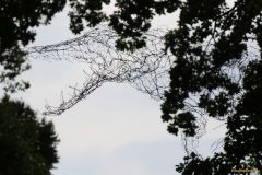 Kuprat-Anne-Marie-Krokodil-2010-IMG_4128_cr_800