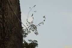 Kuprat-IMG_4123_cr_800