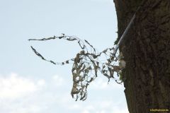 kuprat-IMG_4125_cr_800