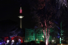 MG_6442h_800