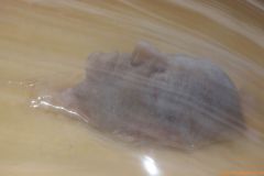 25-IMG_0489k_cr_800