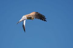 110-Falke-Turmfalke-Falco-tinnunculus_800-pxH