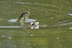 111-Wasserfrosch-unbest.-Pelophylax-spec._800-pxH