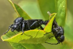 113-Maerzfliege-Bibio-marci-bei-der-Paarung_800-pxH