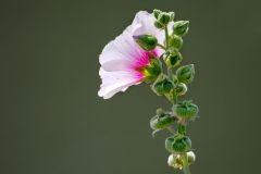 115-Malve-Stockrose-Alcea-rosea-P7251208_800-pxH