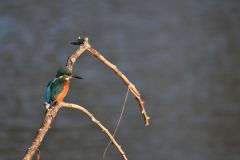 121-Eisvogel-Alcedo-atthis_800-pxH
