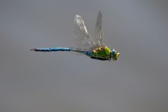 122-Grosse-Koenigslibelle-Anax-imperator_800-pxH