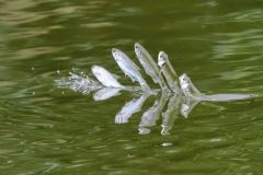 126-Ukelei-Alburnus-alburnus_800-pxH