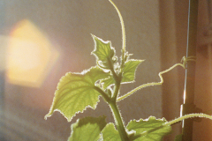 Cucumber, 21 August, 2017