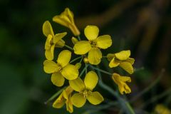 Blüte gelb